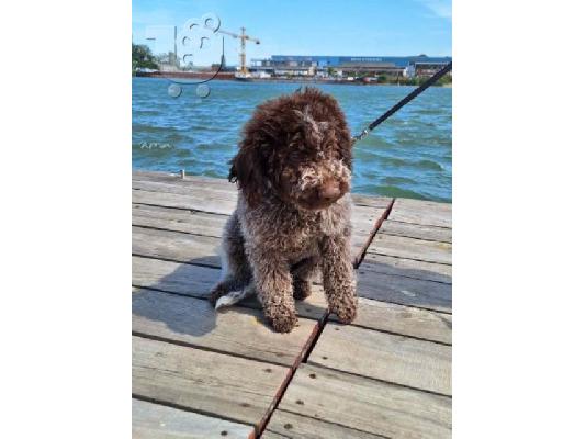 Κουτάβια Lagotto Romagnolo